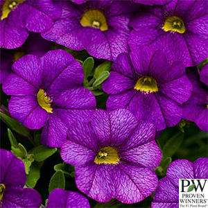 CALIBRACHOA BLUE