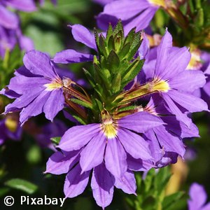 SCAEVOLA BLUE