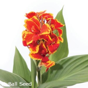 CANNA CANNOVA RED GLDN FLAME