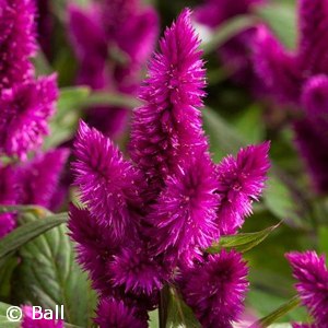 CELOSIA INTENZ