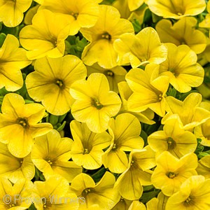 CALIBRACHOA YELLOW