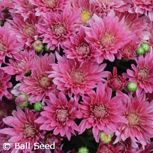 CHRYSANTHEMUM STELLAR PINK