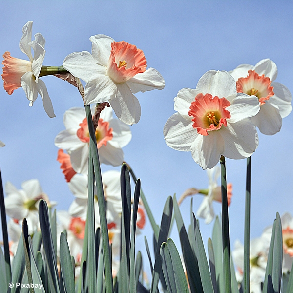 DAFFODIL PINK MIX