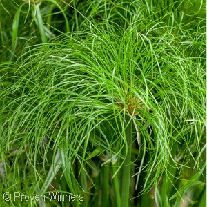 CYPERUS NILE PRINCESS