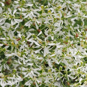 EUPHORBIA WHITE