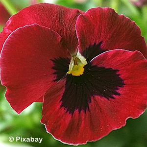 PANSY RED