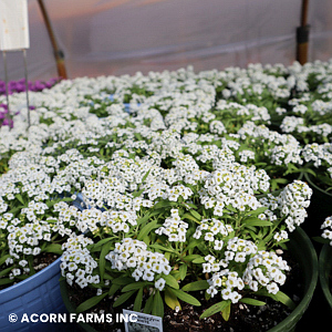 LOBULARIA WHITE