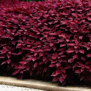 COLEUS FLAMETHROW SALSA ROJA