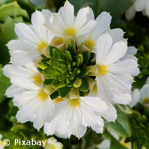 SCAEVOLA WHITE