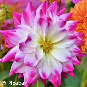 DAHLIA ASSORTED