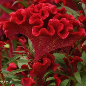CELOSIA TWISTED RED