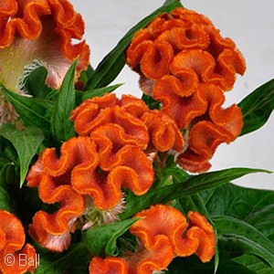 CELOSIA TWISTED ORANGE