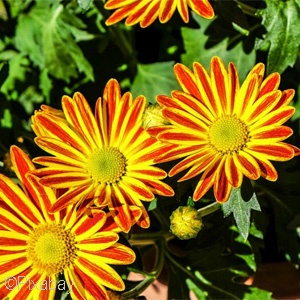 GAZANIA MIX