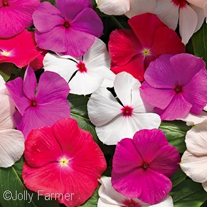 VINCA MIX