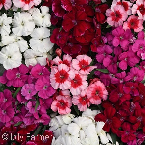 DIANTHUS MIX