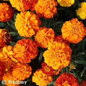 MARIGOLD LARGE BLOOM MIX