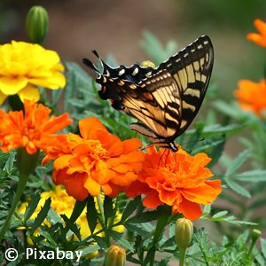 MARIGOLD SMALL BLOOM MIX