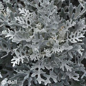 DUSTY MILLER SILVERDUST