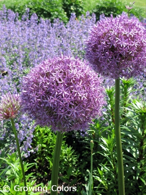 ALLIUM GLOBE MASTER