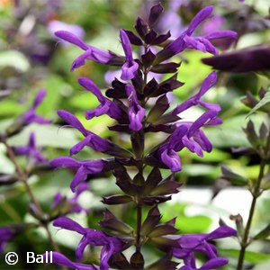 SALVIA PURPLE AND BLOOM