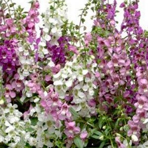 ANGELONIA MIX