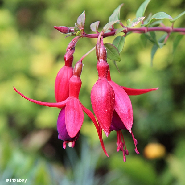 FUCHSIA ASSORTED