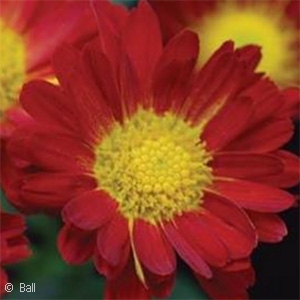 CHRYSANTHEMUM FAME