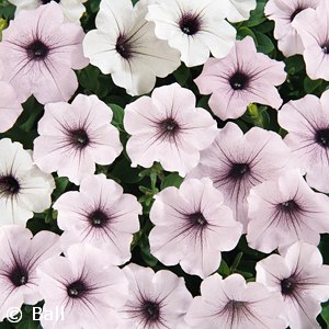 PETUNIA TIDAL WAVE SILVER