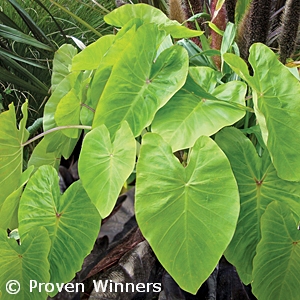 COLOCASIA HWN MAUI GOLD