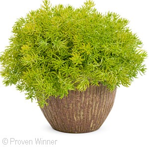 SEDUM LEMON