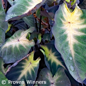 COLOCASIA HWN TROPICAL STORM