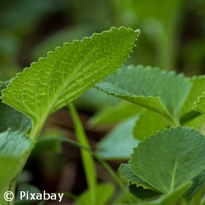 PLECTRANTHUS GENERIC