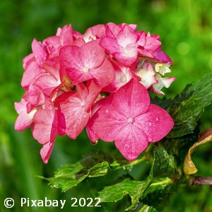 GERANIUM PINK