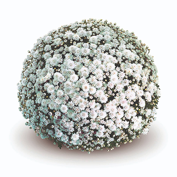 CHRYSANTHEMUM MABEL WHITE