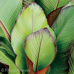 ENSETE MAURELII