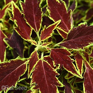 COLEUS FLAMETHROW SERRANO