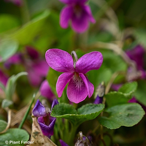 VIOLA PINK