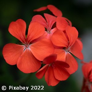 GERANIUM RED