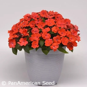 IMPATIENS SOLARSCAPE ORANGE