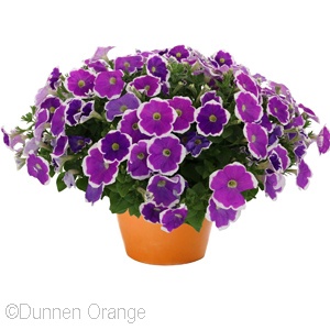 PETUNIA SURPRISE AMETHYST HALO