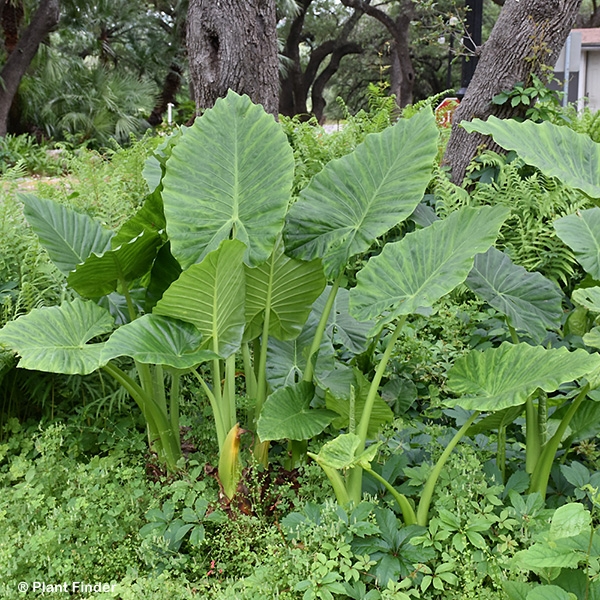 ALOCASIA BORNEO GIANT