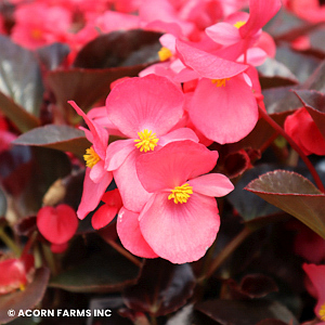 BEGONIA WHOPPER ROSE DARK LEAF