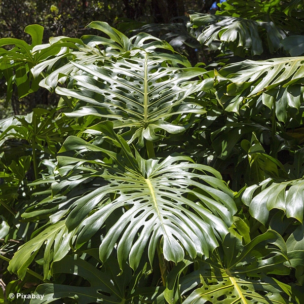 MONSTERA DELICIOSA