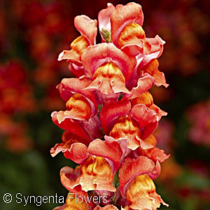 SNAPDRAGON SNAPTASTIC OR FLAME