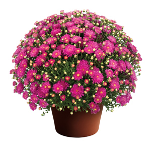CHRYSANTHEMUM DEBBIE HOT PINK