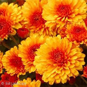 CHRYSANTHEMUM TWILIGHT BRONZE