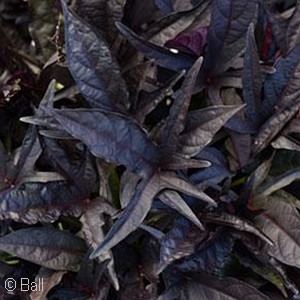 IPOMOEA BLACK 