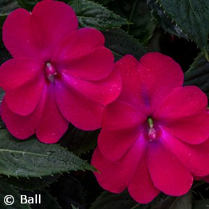 SUNPATIENS ROSE