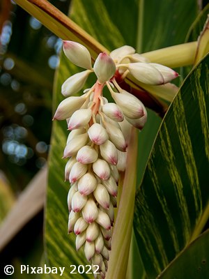 GINGER VARIEGATED