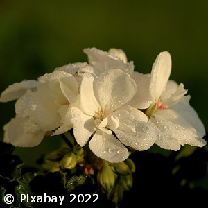 GERANIUM WHITE